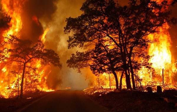 contoh teks eksplanasi kebakaran hutan