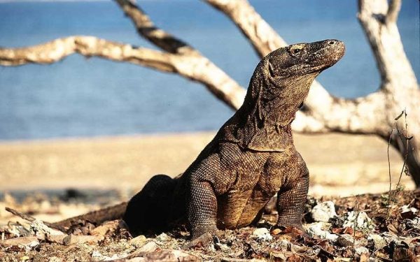 contoh descriptive text animal - komodo