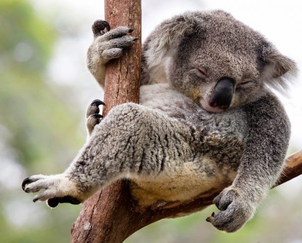 contoh report text about animal - koala