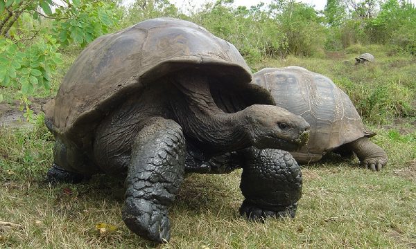 contoh report text about turtle - giant tortoise galapagos