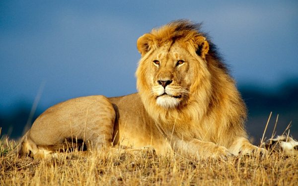 contoh report text animal - lion