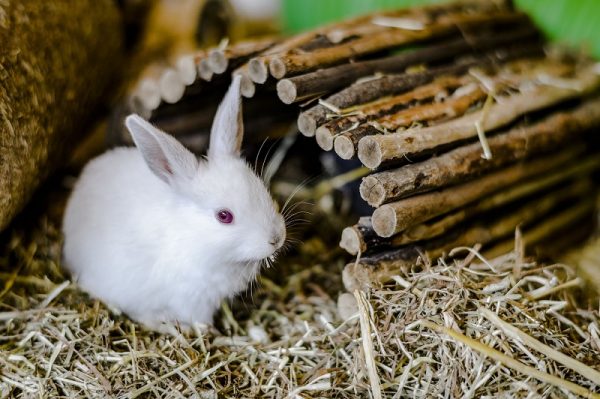 contoh report text animal - rabbit