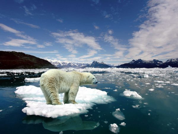 narrative text about global warming - the white bear and the melted ice